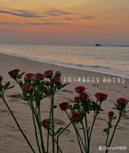 情感共鸣_小红书文案金句_治愈文案